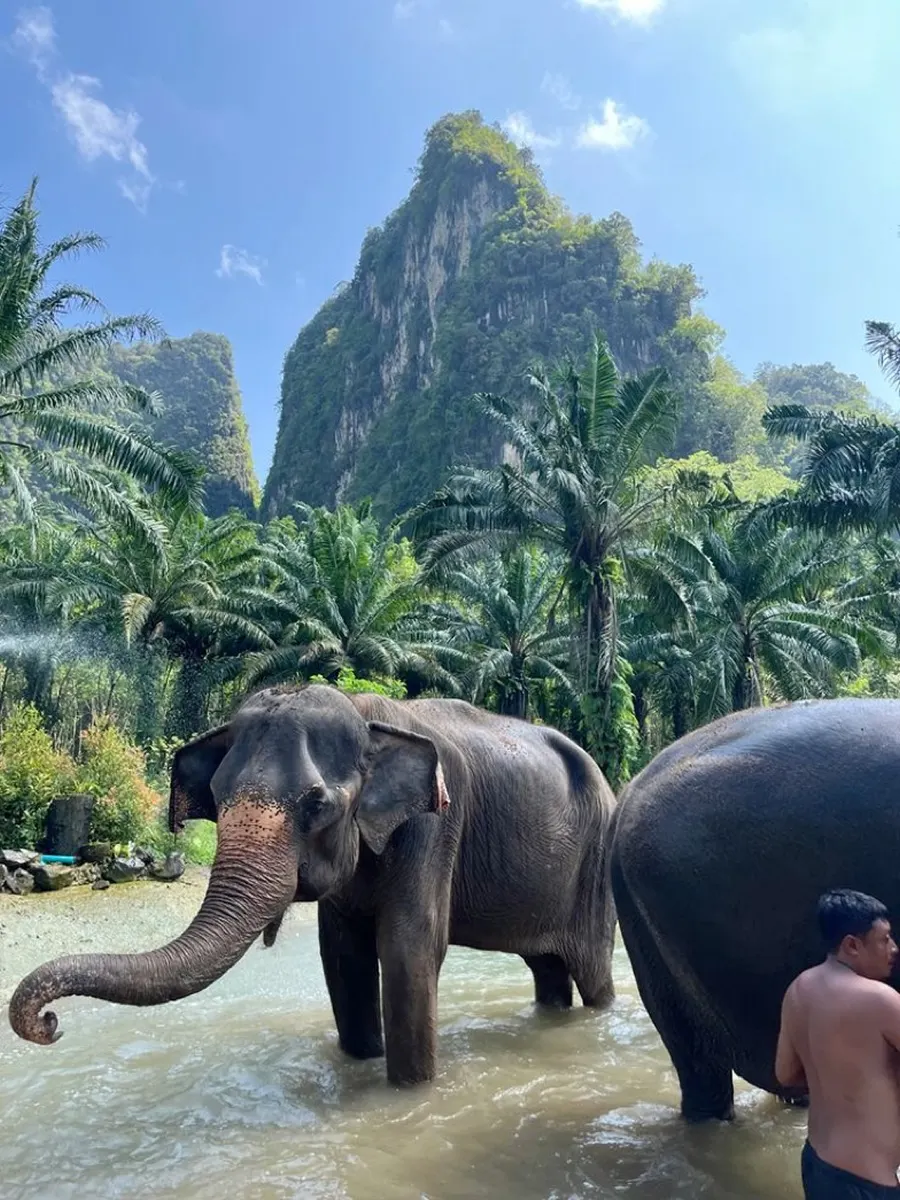 Elephants bathing in a jungle river