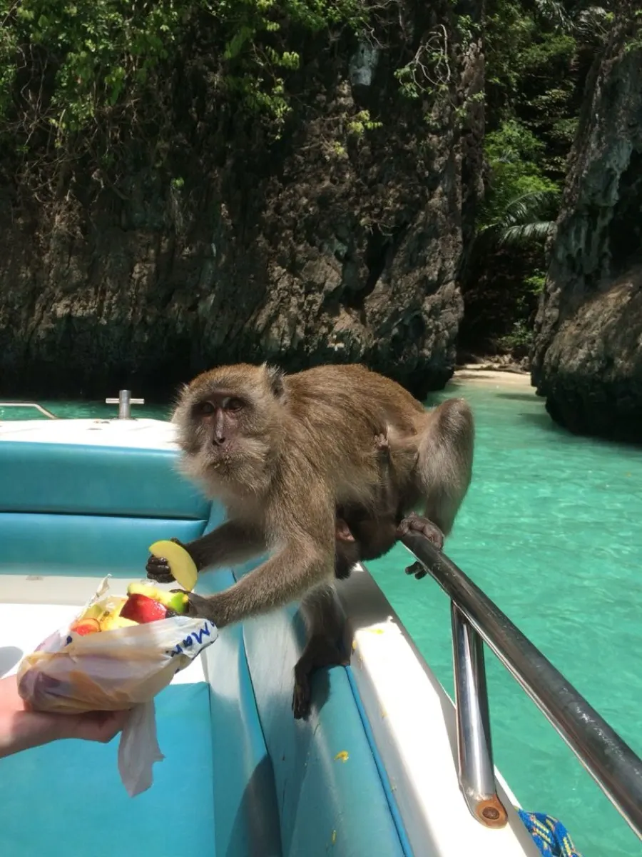 Monkey on a boat by turquoise water